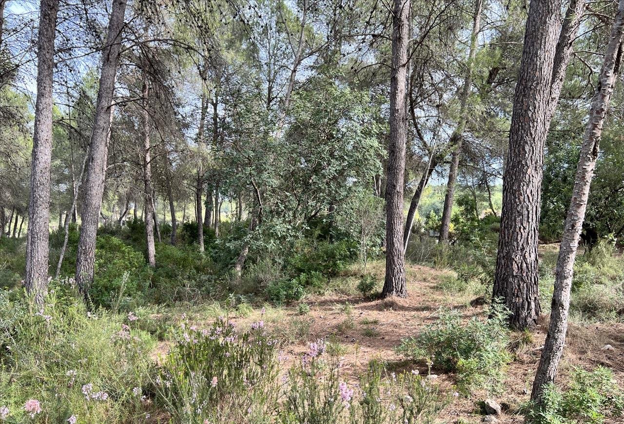 Compra finca rstica en calle ptda real pol 45 Bicorp por 1000 con 1394m