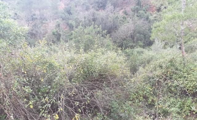 Compra finca rstica en calle ptda real pol 45 Bicorp por 1000 con 1394m