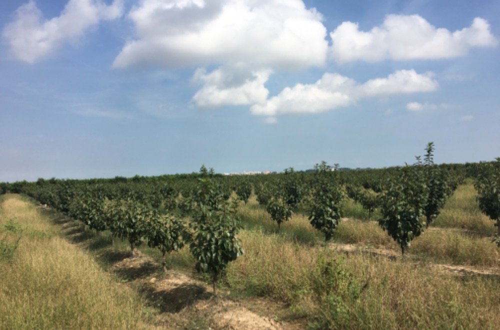 Suelo Rústico Sollana