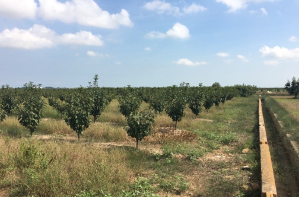 Suelo Rústico Sollana