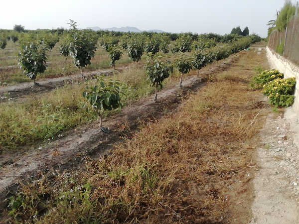 Suelo Rústico Sollana