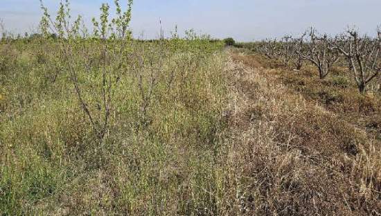 Suelo Rústico Sollana