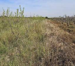 Suelo Rústico Sollana