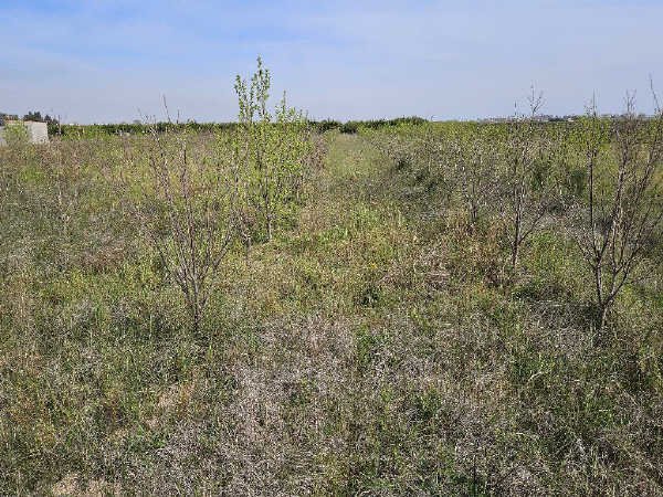 Suelo Rústico Sollana