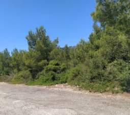 Suelo En Venta En El Pinar, Alcal? De Xivert Suelo En Venta En El Pinar, Alcal? De Xivert