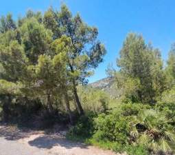 Suelo En Venta En El Pinar, Alcal? De Xivert Suelo En Venta En El Pinar, Alcal? De Xivert