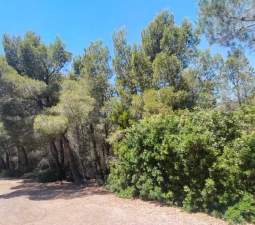 Suelo En Venta En El Pinar, Alcal? De Xivert Suelo En Venta En El Pinar, Alcal? De Xivert