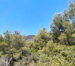 Suelo En Venta En El Pinar, Alcal? De Xivert Suelo En Venta En El Pinar, Alcal? De Xivert