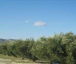 No Urbanizable (Rústico) en venta  en Avenida Del Llombo, Ontinyent, Valencia