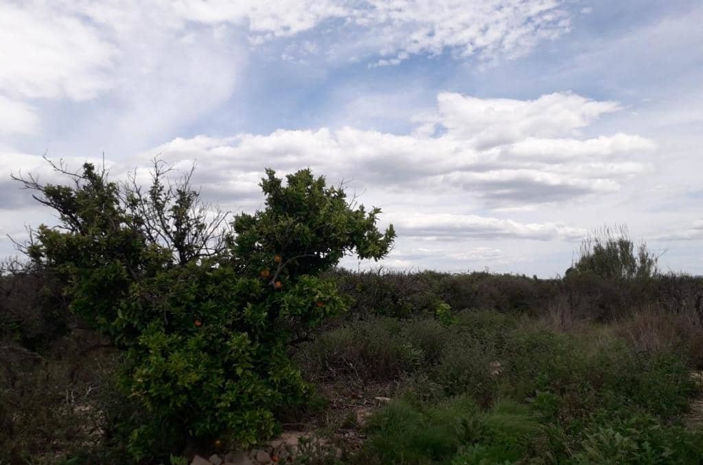 No Urbanizable Rstico en venta  en Pasaje Fondos Alberic Valencia
