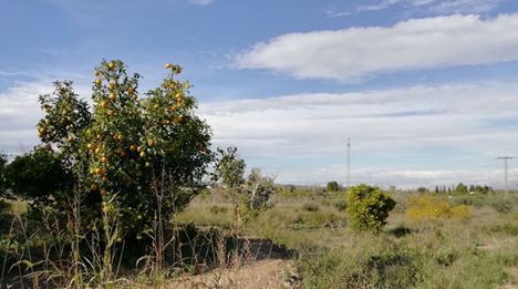 Se oferta finca rstica en cparaje huerto naranjos en Murcia por 40000 con 1023m