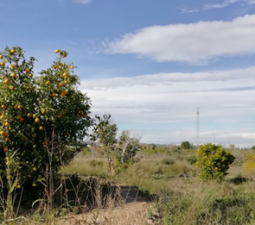 Se oferta finca rstica en cparaje huerto naranjos en Murcia por 40000 con 1023m