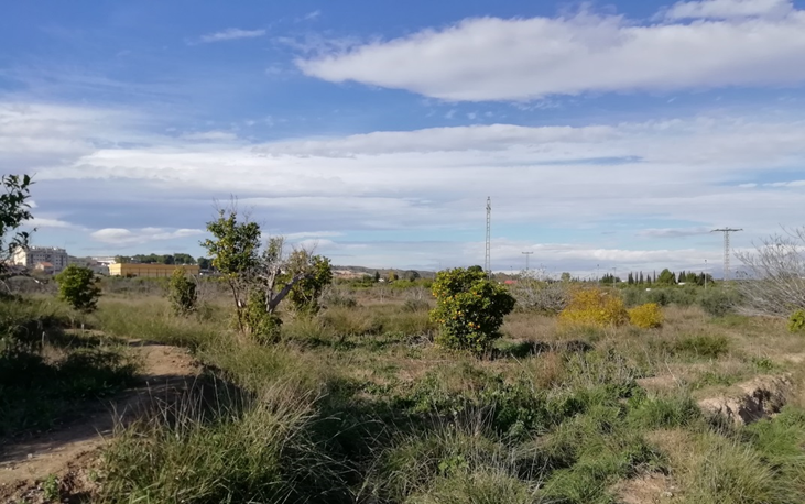 Se oferta finca rstica en cparaje huerto naranjos en Murcia por 40000 con 1023m