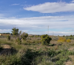 Se oferta finca rstica en cparaje huerto naranjos en Murcia por 40000 con 1023m