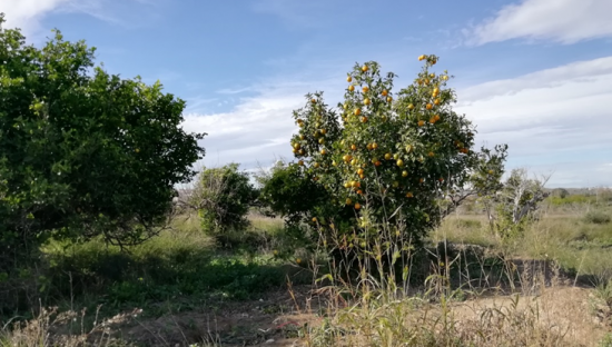 Se oferta finca rstica en cparaje huerto naranjos en Murcia por 40000 con 1023m