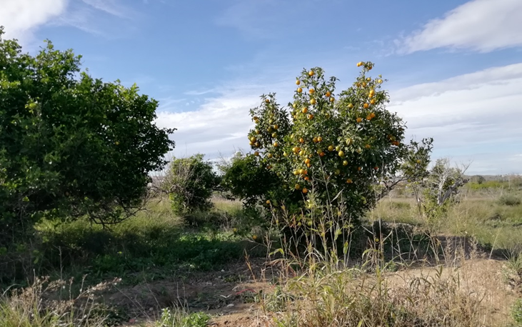 Se oferta finca rstica en cparaje huerto naranjos en Murcia por 40000 con 1023m