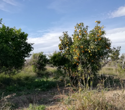 Se oferta finca rstica en cparaje huerto naranjos en Murcia por 40000 con 1023m