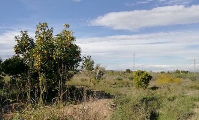 Se oferta finca rstica en cparaje huerto naranjos en Murcia por 40000 con 1023m