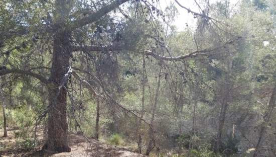 Finca rústica en venta por 119.000 de 99m en ctosal aguilas-central-19 VillajoyosaVila Joiosa la