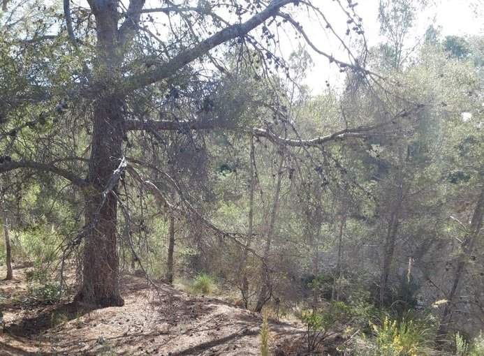 Finca rústica en venta por 119.000 de 99m en ctosal aguilas-central-19 VillajoyosaVila Joiosa la