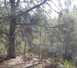 Finca rústica en venta por 119.000 de 99m en ctosal aguilas-central-19 VillajoyosaVila Joiosa la