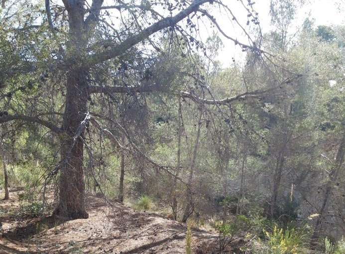 Finca rústica en venta por 119.000 de 99m en ctosal aguilas-central-19 VillajoyosaVila Joiosa la