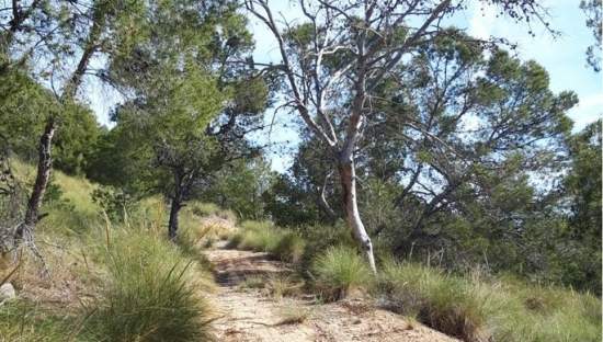 Finca rústica en venta por 119.000 de 99m en ctosal aguilas-central-19 VillajoyosaVila Joiosa la