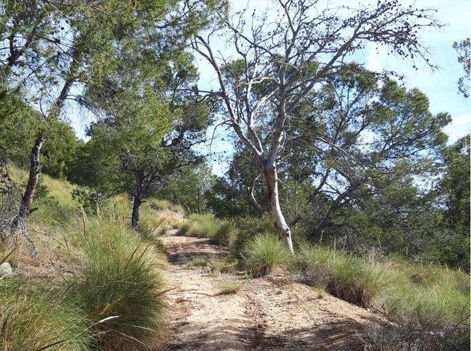 Finca rústica en venta por 119.000 de 99m en ctosal aguilas-central-19 VillajoyosaVila Joiosa la