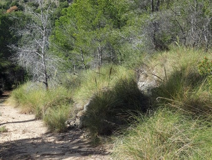 Finca rústica en venta por 119.000 de 99m en ctosal aguilas-central-19 VillajoyosaVila Joiosa la