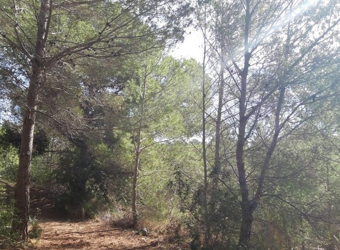 Finca rústica en venta por 119.000 de 99m en ctosal aguilas-central-19 VillajoyosaVila Joiosa la