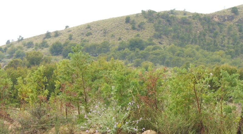 Finca rústica en venta por 119.000 de 99m en ctosal aguilas-central-19 VillajoyosaVila Joiosa la