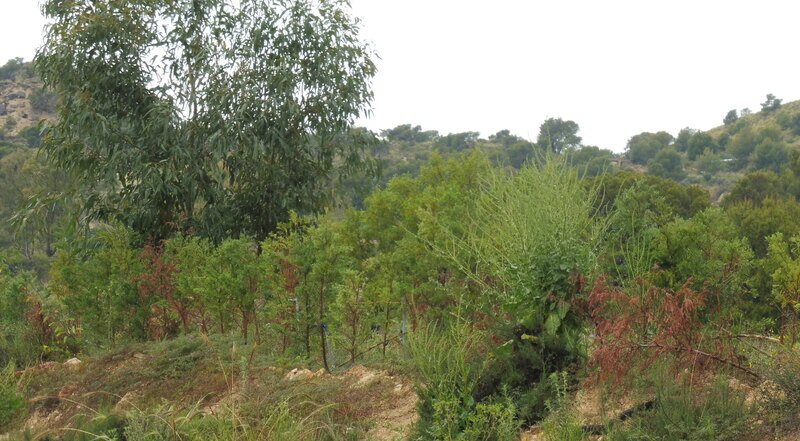Finca rústica en venta por 119.000 de 99m en ctosal aguilas-central-19 VillajoyosaVila Joiosa la