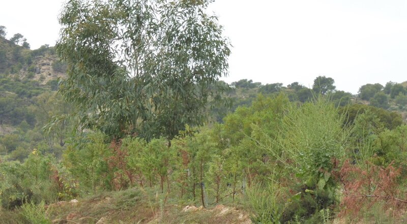 Finca rústica en venta por 119.000 de 99m en ctosal aguilas-central-19 VillajoyosaVila Joiosa la
