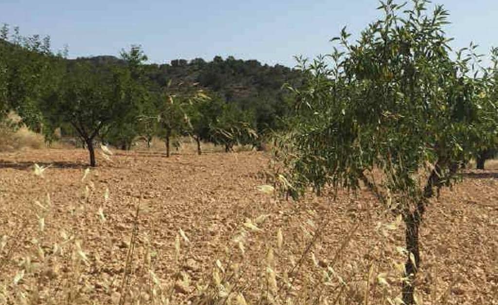 No Urbanizable en venta  en Calle La Pedreras-Los Llanicos Mazarrn Murcia