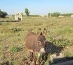Suelo Rstico No Urbanizable en venta en Polgono 118 Parcela 73 Castelln De La Plana Castelln