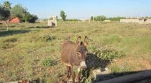 Suelo Rstico No Urbanizable en venta en Polgono 118 Parcela 73 Castelln De La Plana Castelln