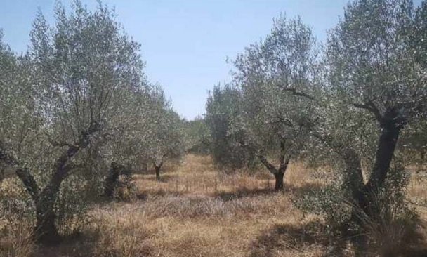 Suelo urbano consolidado en Pt Cala Puntal - Vinarós -