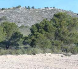 No Urbanizable Rstico en venta  en Pasaje Solana De La Pava Yecla Murcia