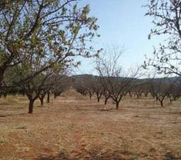 No Urbanizable en venta  en Partida Horquera Vilamarxant Valencia
