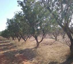 No Urbanizable en venta  en Partida Horquera Vilamarxant Valencia