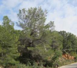 Terreno Urbano en venta en Altea, Alicante