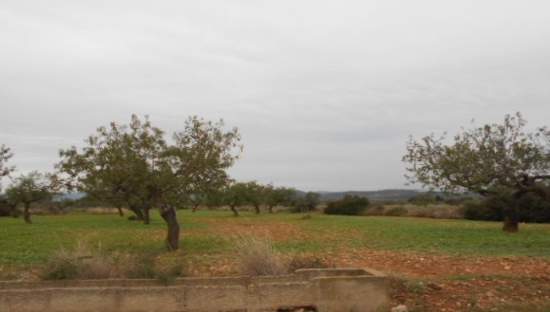 Otros en venta en RIBAVAQUES, SANT MATEU
