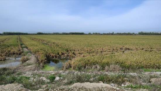 Se oferta finca rstica en calle bases partida huerto de torrente Sollana por 10000 con 2900m
