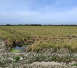 Se oferta finca rstica en calle bases partida huerto de torrente Sollana por 10000 con 2900m