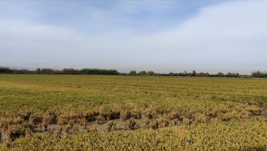 Se oferta finca rstica en calle bases partida huerto de torrente Sollana por 10000 con 2900m