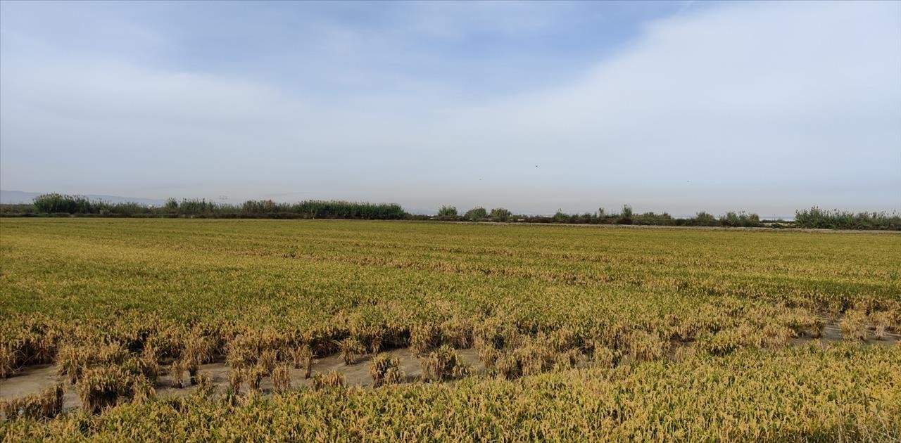 Se oferta finca rstica en calle bases partida huerto de torrente Sollana por 10000 con 2900m