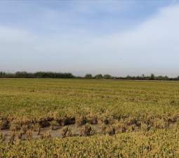 Se oferta finca rstica en calle bases partida huerto de torrente Sollana por 10000 con 2900m