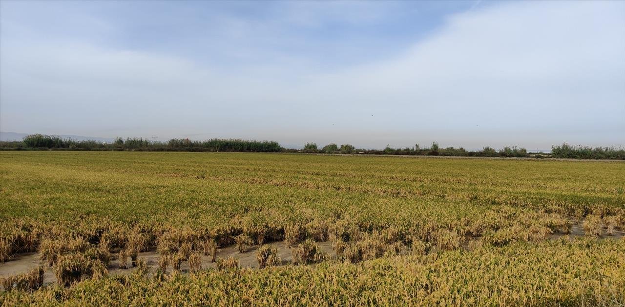 Se oferta finca rstica en calle bases partida huerto de torrente Sollana por 10000 con 2900m