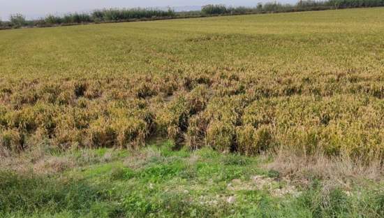 Se oferta finca rstica en calle bases partida huerto de torrente Sollana por 10000 con 2900m
