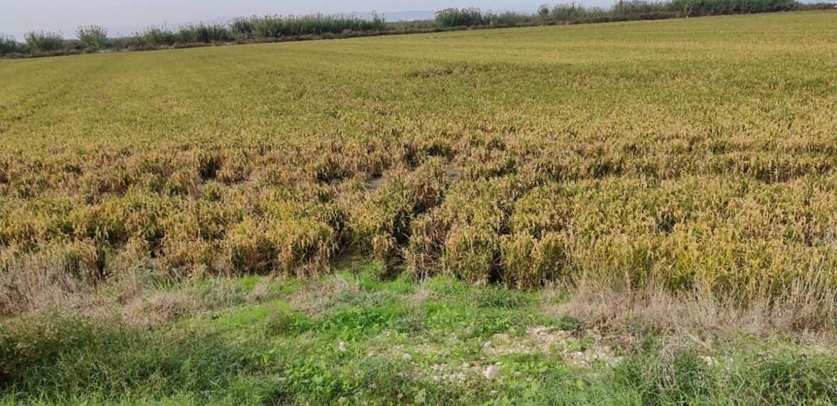 Se oferta finca rstica en calle bases partida huerto de torrente Sollana por 10000 con 2900m